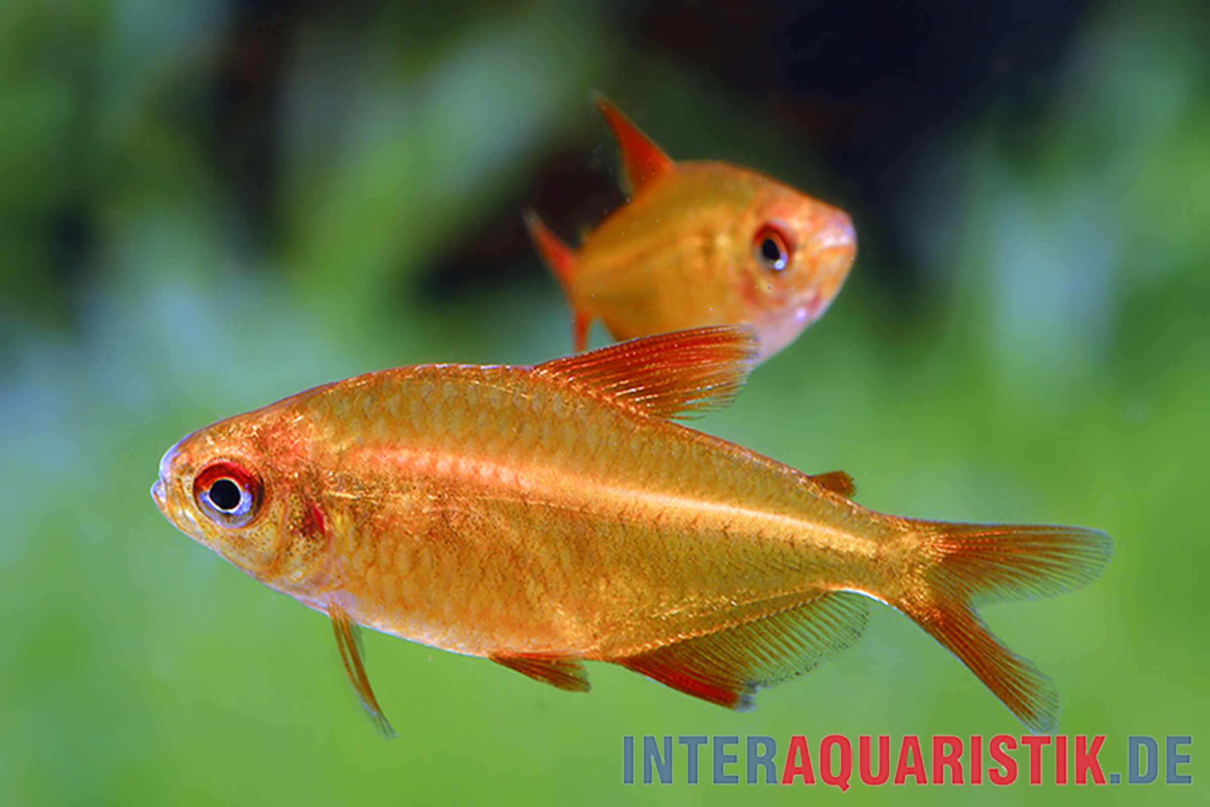 Roter Kirschsalmler, Hyphessobrycon sp. muzel "Red Cherry"